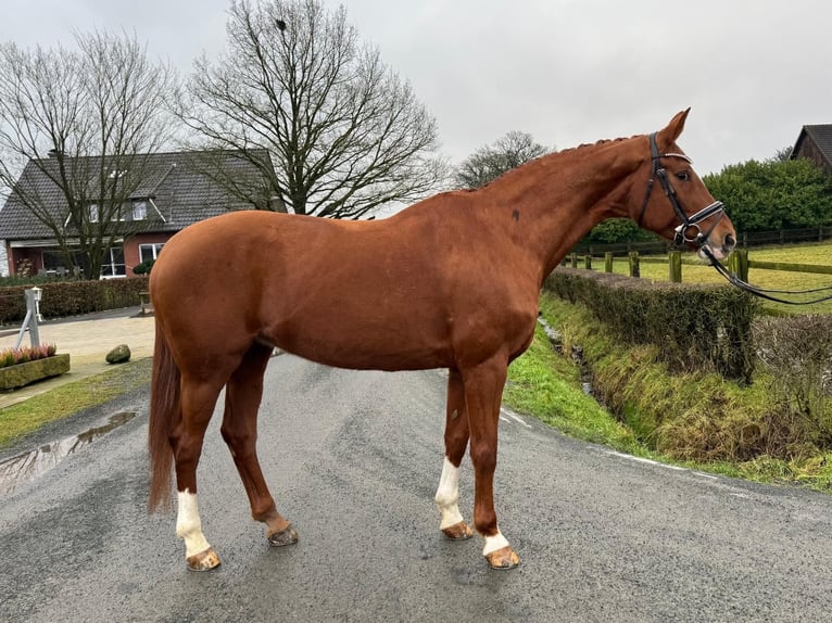 Hanoverian Mare 17 years 16,3 hh Chestnut-Red in L&#xFC;dinghausen