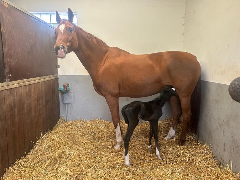 Hanoverian Mare 17 years 16,3 hh Chestnut-Red in L&#xFC;dinghausen