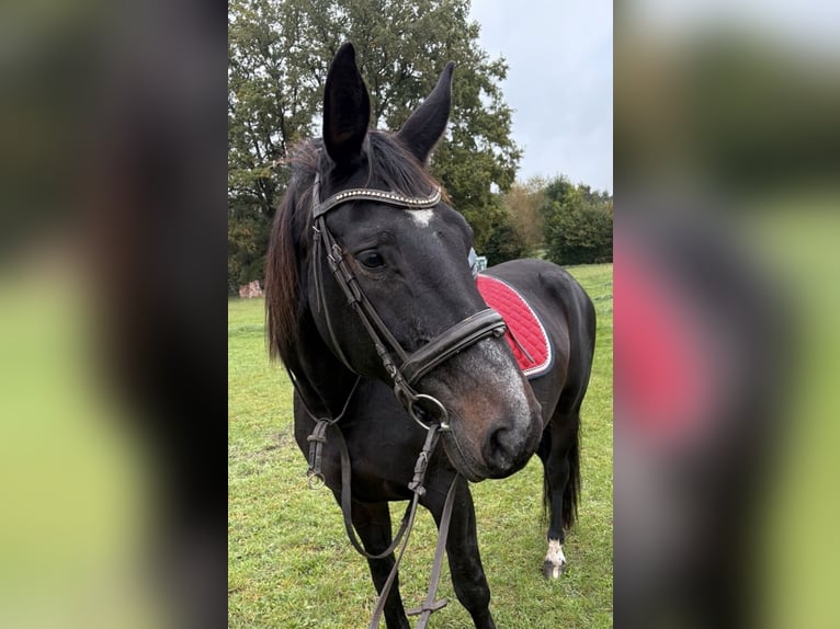 Hanoverian Mare 17 years 17 hh Bay-Dark in Perleberg