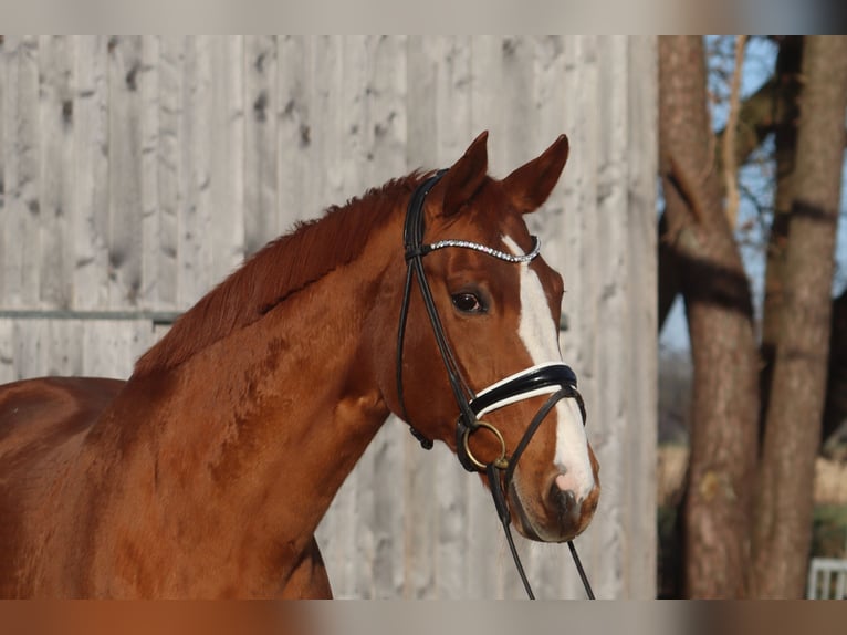 Hanoverian Mare 17 years 17 hh Chestnut-Red in Reeßum