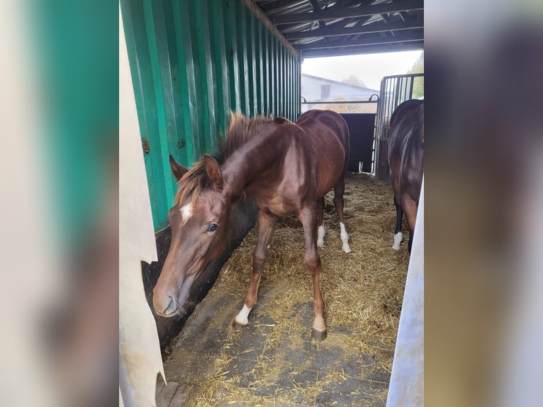 Hanoverian Mare 17 years Bay-Dark in Marsberg