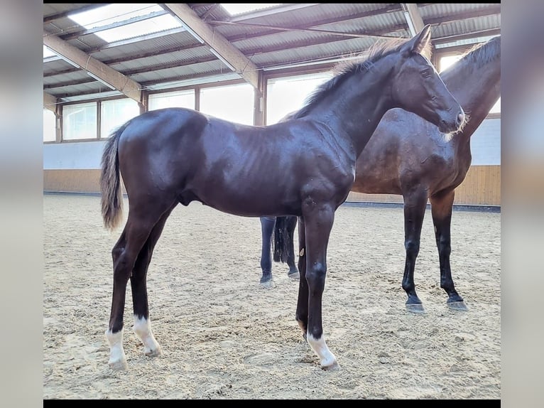 Hanoverian Mare 17 years Bay-Dark in Marsberg