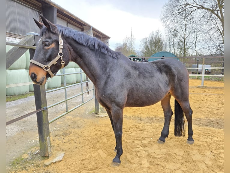 Hanoverian Mare 17 years Bay-Dark in Marsberg