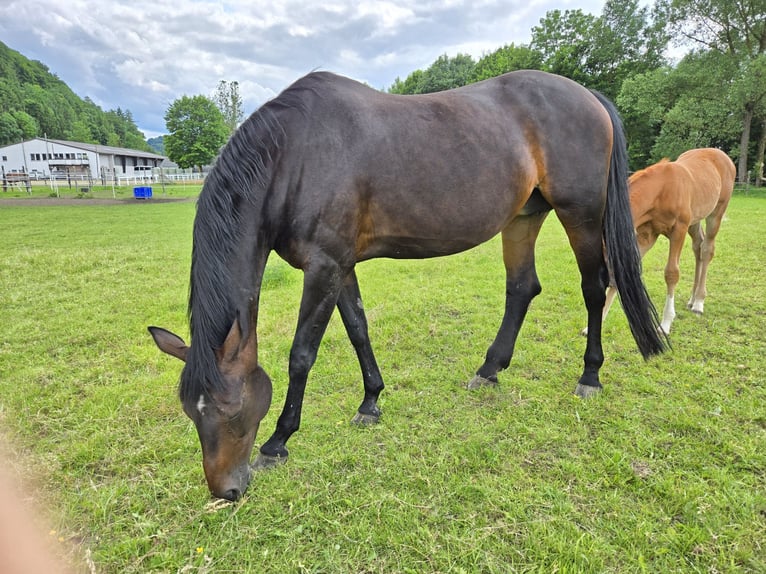 Hanoverian Mare 17 years Bay-Dark in Marsberg