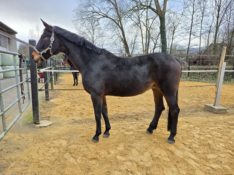 Hanoverian Mare 17 years Bay-Dark in Marsberg