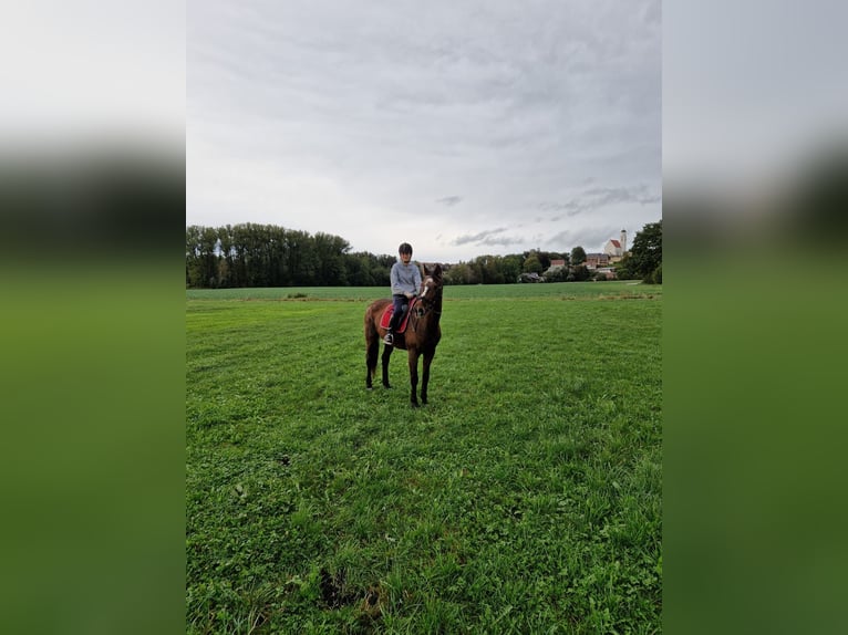 Hanoverian Mare 17 years in Vöhringen