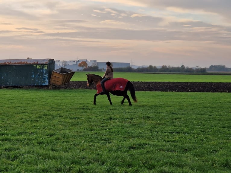 Hanoverian Mare 17 years in Vöhringen