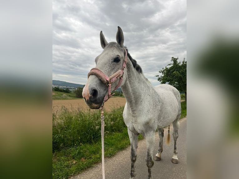 Hanoverian Mare 18 years 15.2 hh Grey-Fleabitten in Melsungen