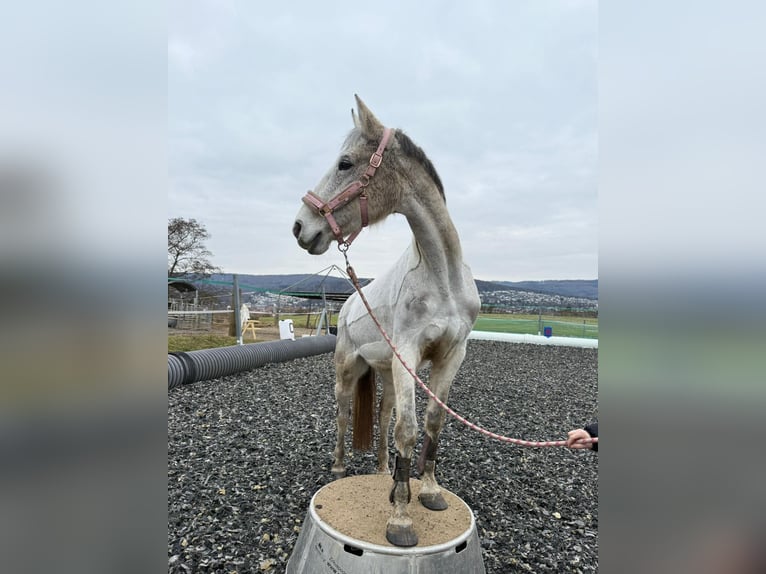 Hanoverian Mare 18 years 15.3 hh Grey in Melsungen
