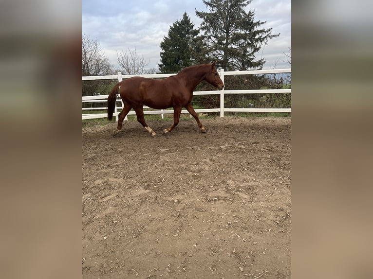 Hanoverian Mare 18 years 15,2 hh Chestnut-Red in Hameln