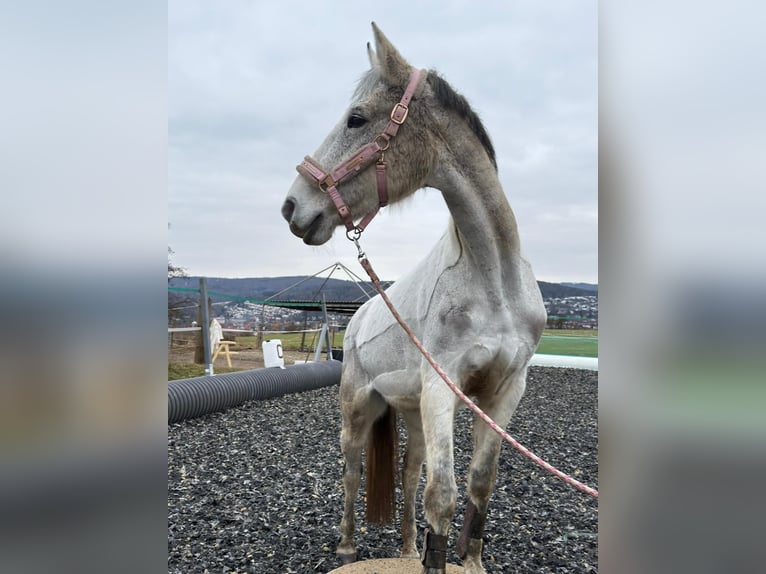 Hanoverian Mare 18 years 15,2 hh Grey-Fleabitten in Melsungen