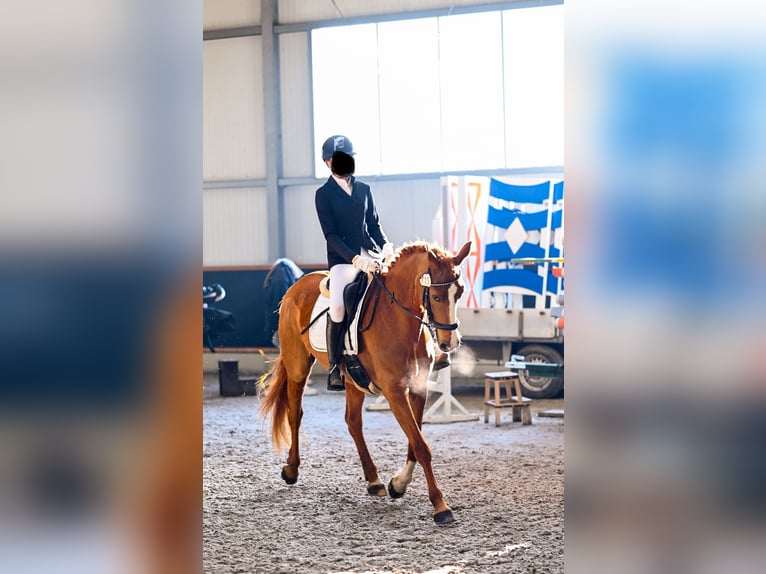 Hanoverian Mare 18 years 15,3 hh Chestnut-Red in Goch