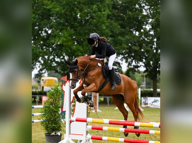 Hanoverian Mare 18 years 15,3 hh Chestnut-Red in Goch