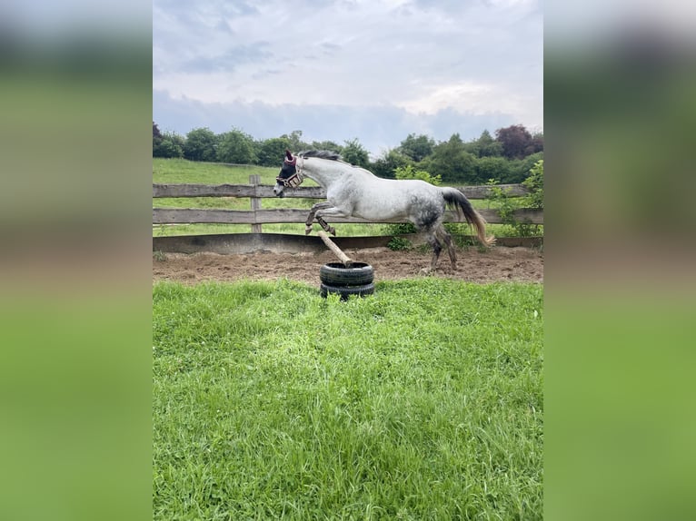 Hanoverian Mare 18 years 15,3 hh Grey in Melsungen