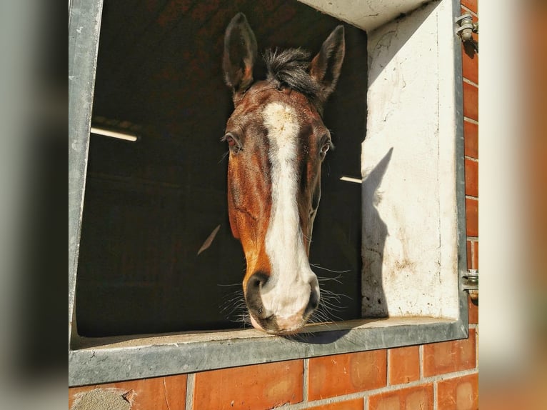 Hanoverian Mare 18 years 16.1 hh Bay-Dark in Dörverden