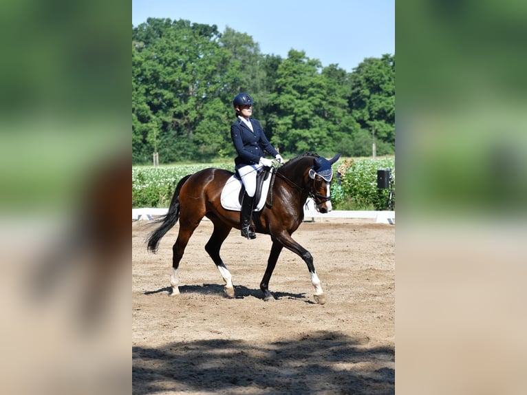 Hanoverian Mare 18 years 16.1 hh Bay-Dark in Dörverden