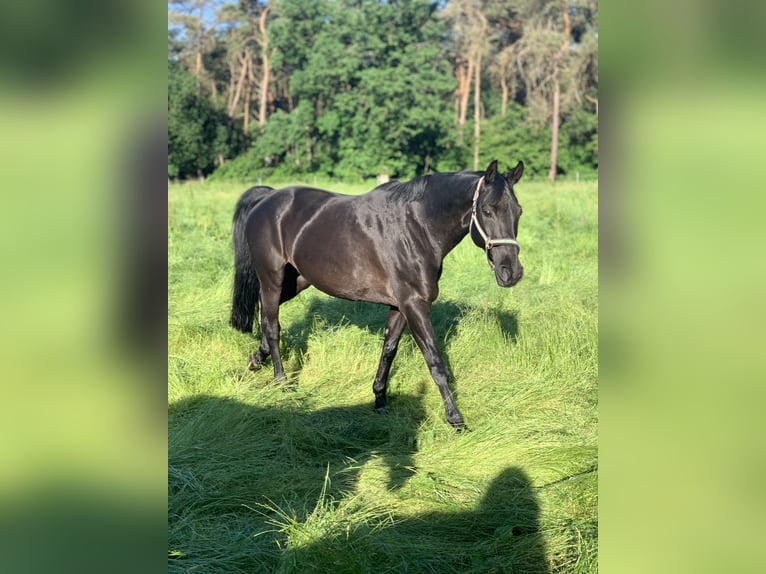Hanoverian Mare 18 years 16.1 hh Black in Neuenkirchen-Vörden