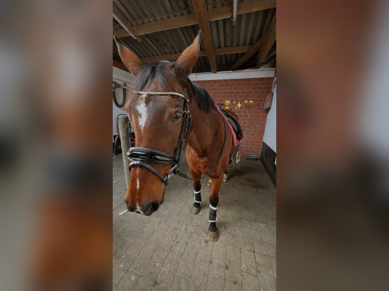 Hanoverian Mare 18 years 16.1 hh Brown in Frelsdorf