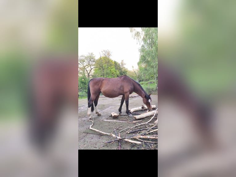 Hanoverian Mare 18 years 16.1 hh Brown in Rossau