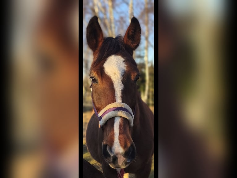 Hanoverian Mare 18 years 16.1 hh Brown in Rossau