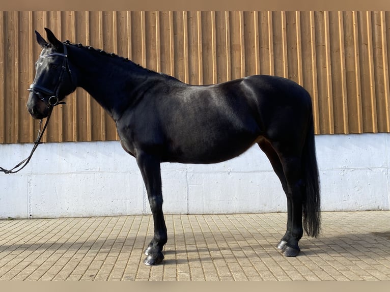 Hanoverian Mare 18 years 16.1 hh Smoky-Black in Wartenberg