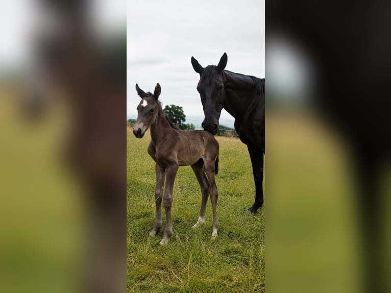 Hanoverian Mare 18 years 16.2 hh Black in Stendal