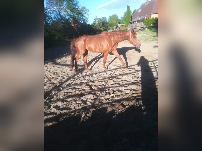 Hanoverian Mare 18 years 16.2 hh Chestnut-Red in Greven