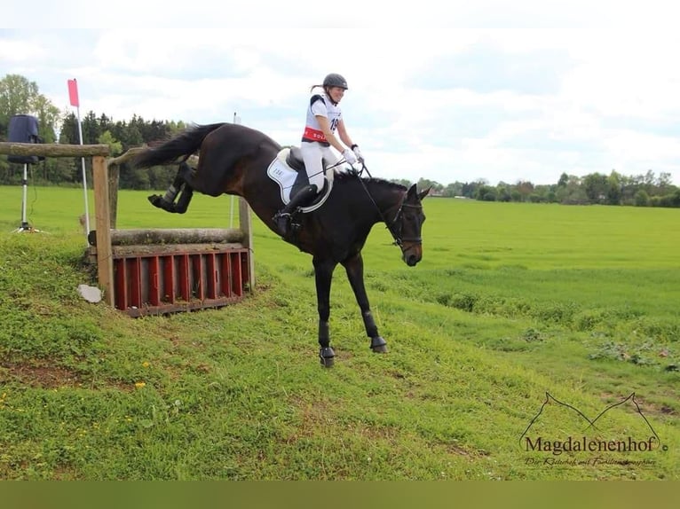 Hanoverian Mare 18 years 16,3 hh Bay-Dark in Raisting