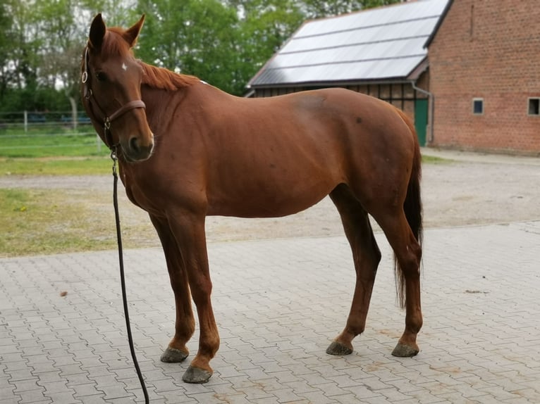 Hanoverian Mare 18 years 16,3 hh Chestnut-Red in Ahlen