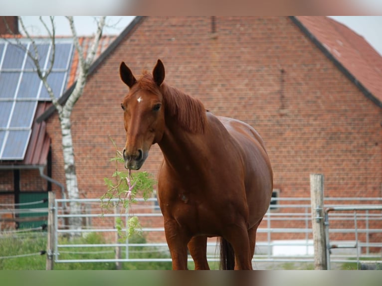 Hanoverian Mare 18 years 16,3 hh Chestnut-Red in Ahlen