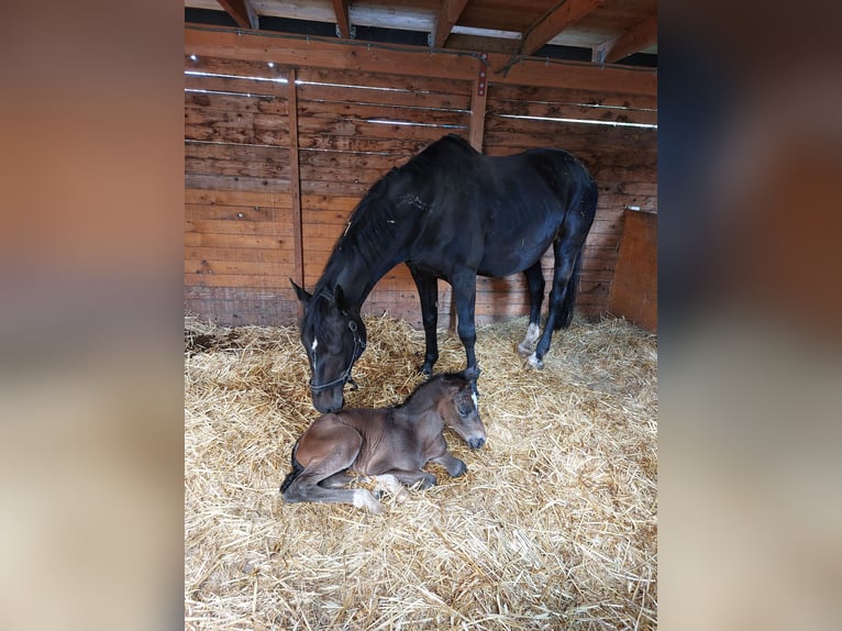 Hanoverian Mare 18 years 16.3 hh Smoky-Black in Bünde