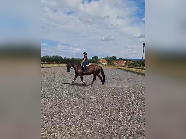 Hanoverian Mare 18 years 16.3 hh Smoky-Black in Bünde