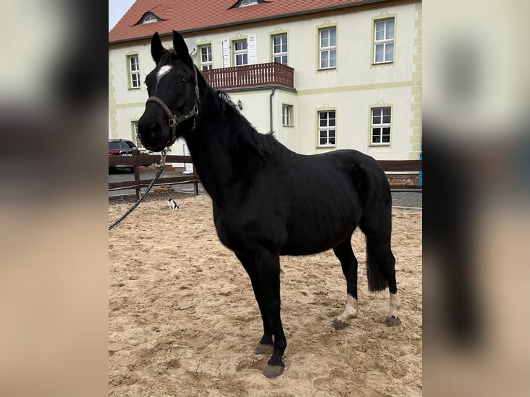 Hanoverian Mare 18 years 16 hh Black in MöllendorfMansfeld