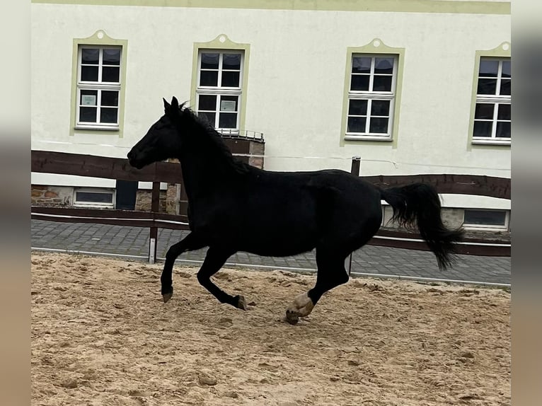 Hanoverian Mare 18 years 16 hh Black in MöllendorfMansfeld