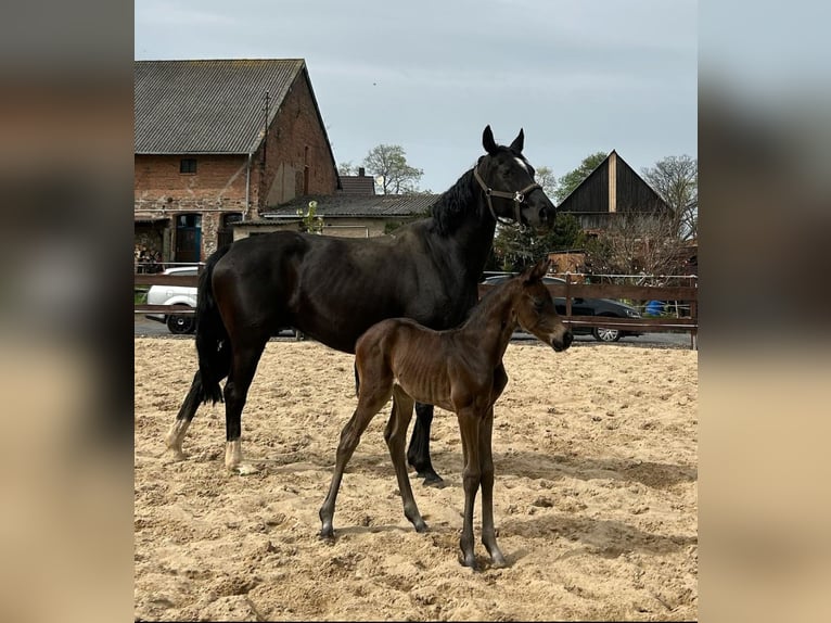 Hanoverian Mare 18 years 16 hh Black in MöllendorfMansfeld