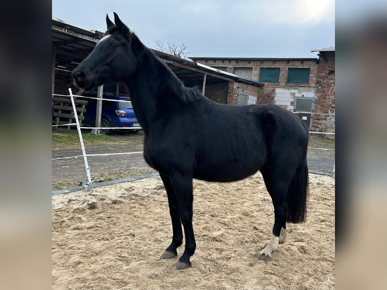 Hanoverian Mare 18 years 16 hh Black in MöllendorfMansfeld