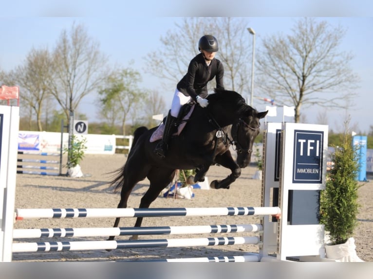 Hanoverian Mare 18 years 16 hh Black in Flensburg
