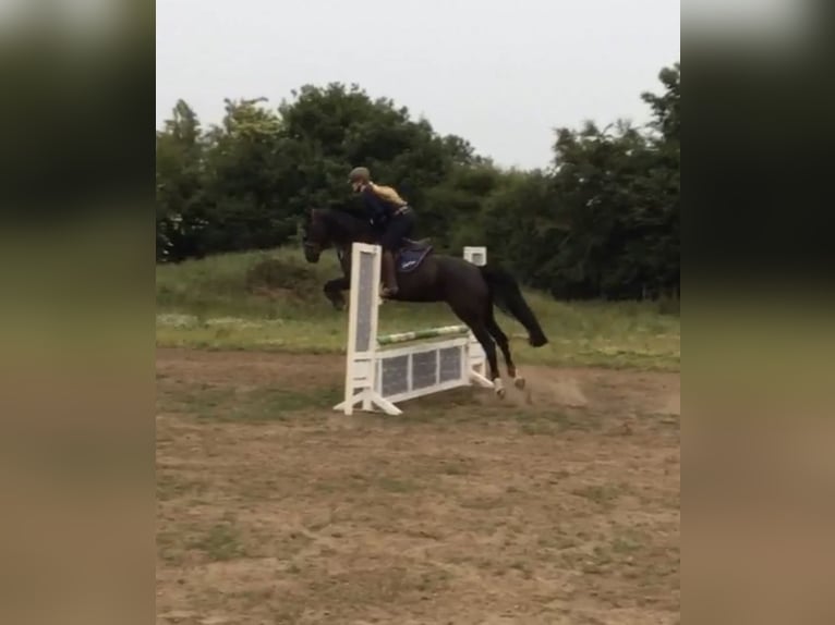 Hanoverian Mare 18 years 16 hh Black in Rottach-Egern
