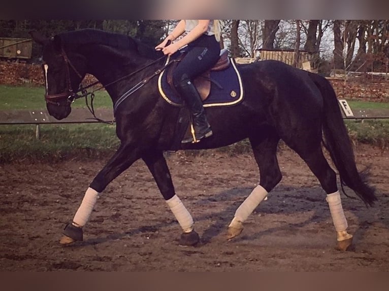Hanoverian Mare 18 years 16 hh Black in Rottach-Egern