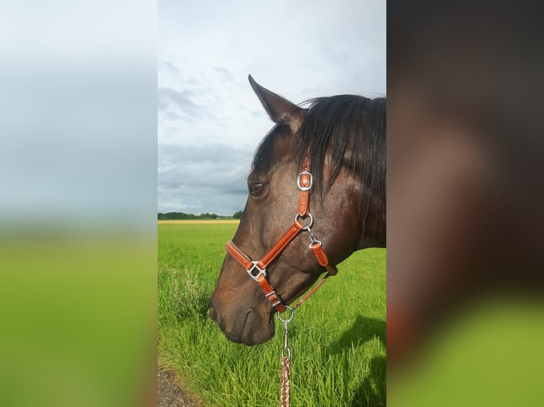 Hanoverian Mare 18 years 16 hh Brown in Alling