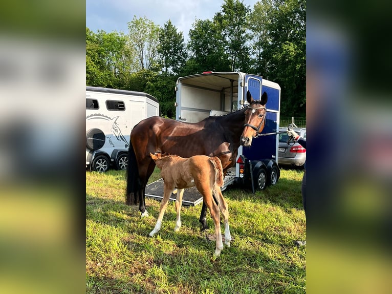 Hanoverian Mare 18 years 16 hh Brown in Aulosen