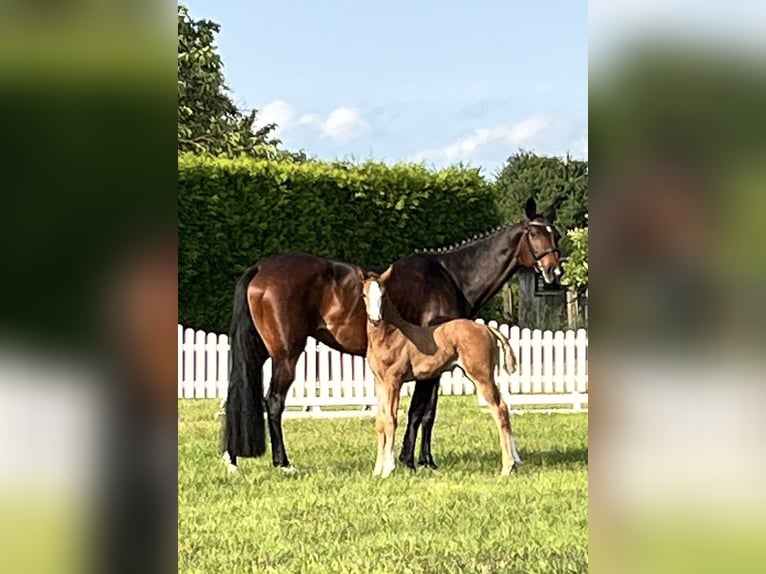 Hanoverian Mare 18 years 16 hh Brown in Aulosen