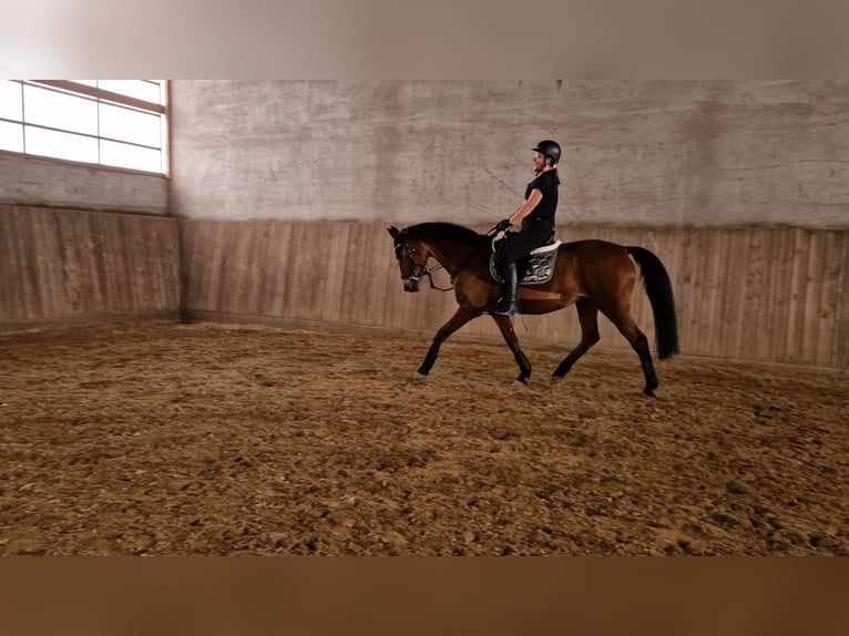 Hanoverian Mare 18 years 16 hh Brown in S&#xF6;mmerda