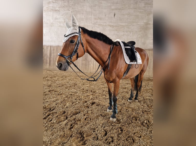 Hanoverian Mare 18 years 16 hh Brown in S&#xF6;mmerda
