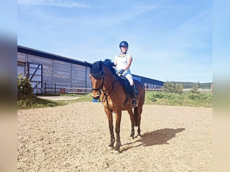 Hanoverian Mare 18 years 16 hh Brown in S&#xF6;mmerda
