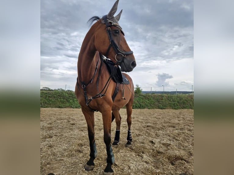 Hanoverian Mare 18 years 16 hh Brown in S&#xF6;mmerda