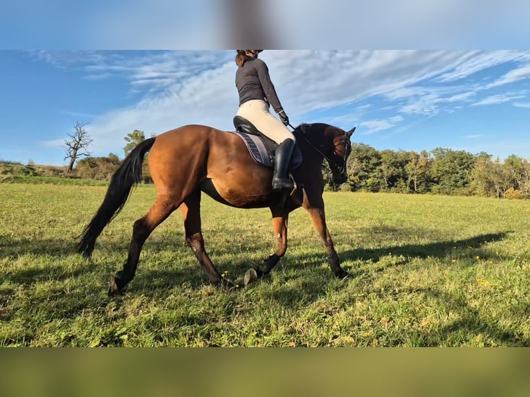 Hanoverian Mare 18 years 16 hh Brown in S&#xF6;mmerda
