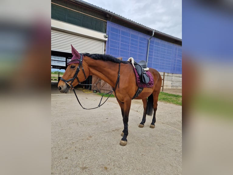 Hanoverian Mare 18 years 16 hh Brown in S&#xF6;mmerda