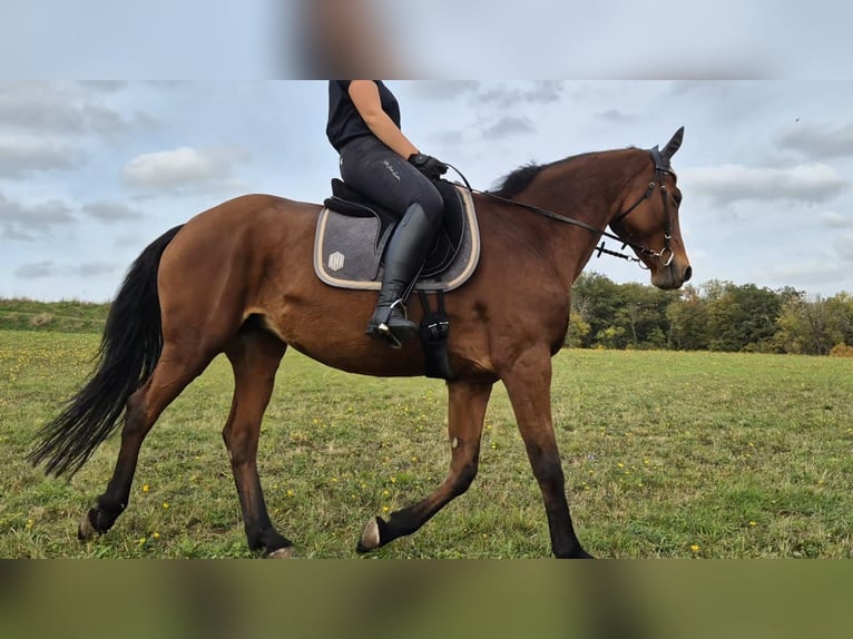Hanoverian Mare 18 years 16 hh Brown in S&#xF6;mmerda