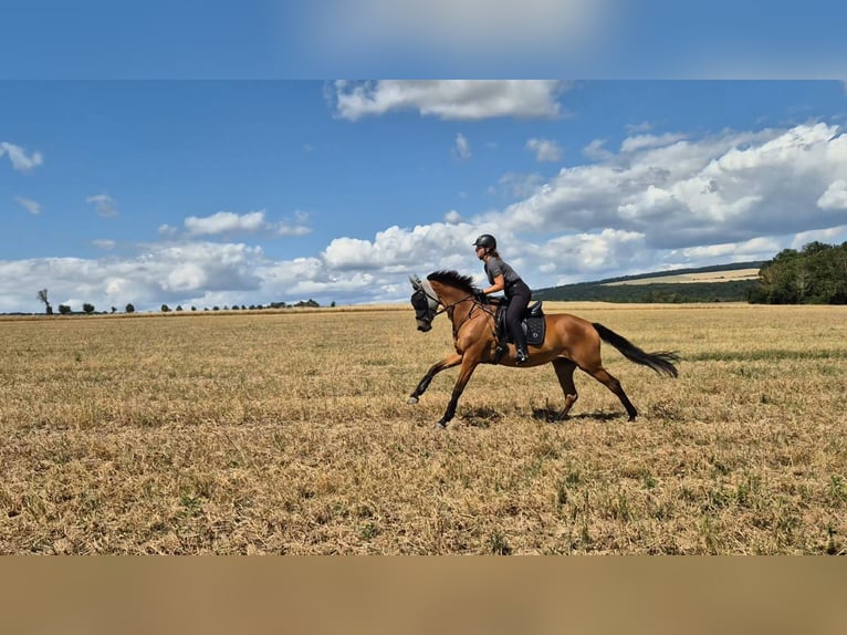 Hanoverian Mare 18 years 16 hh Brown in S&#xF6;mmerda